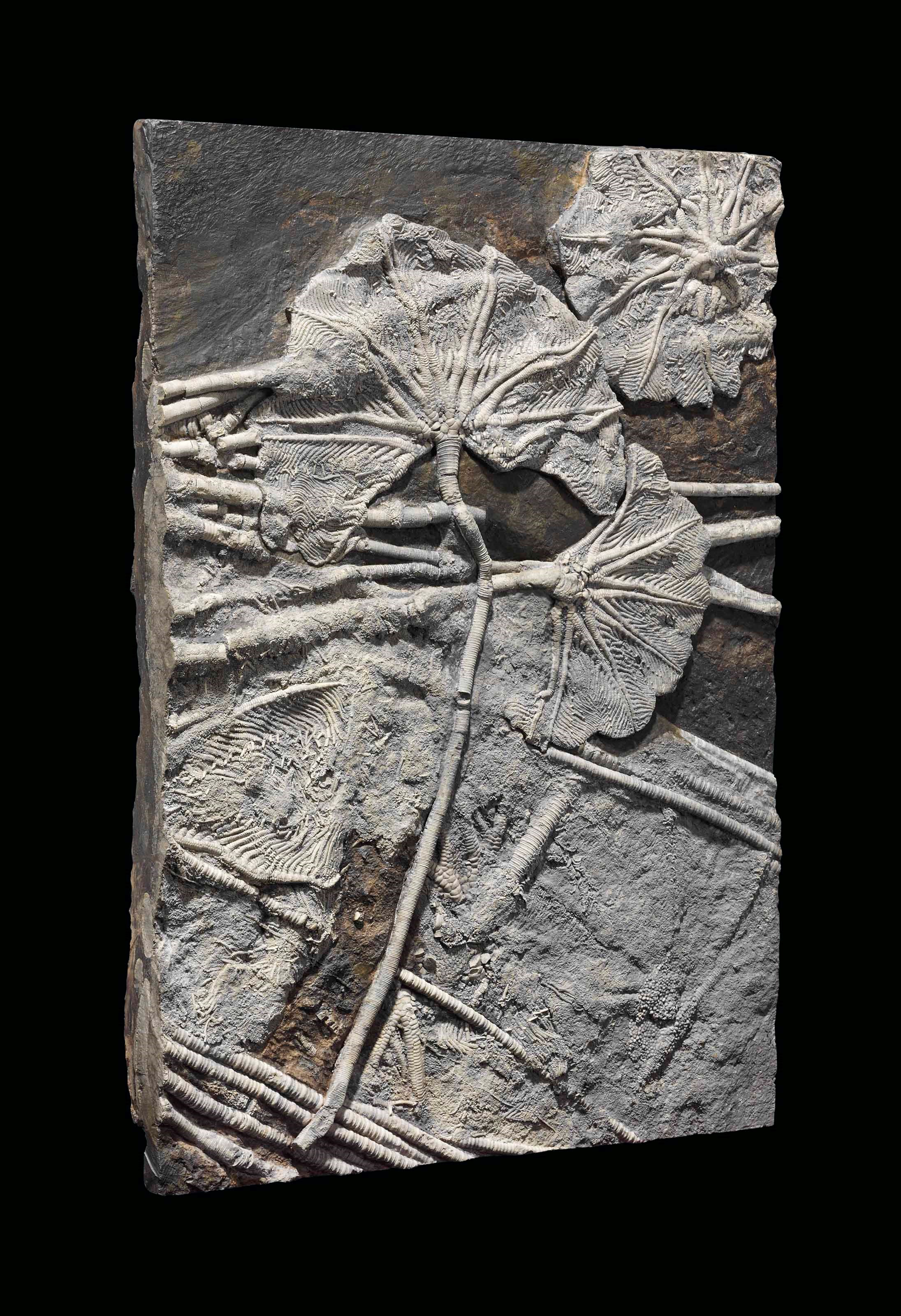 A CRINOID PLAQUE