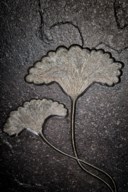 A DOUBLE FOSSIL SEALILY PLAQUE