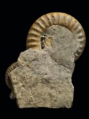 TWO LARGE FRENCH AMMONITES