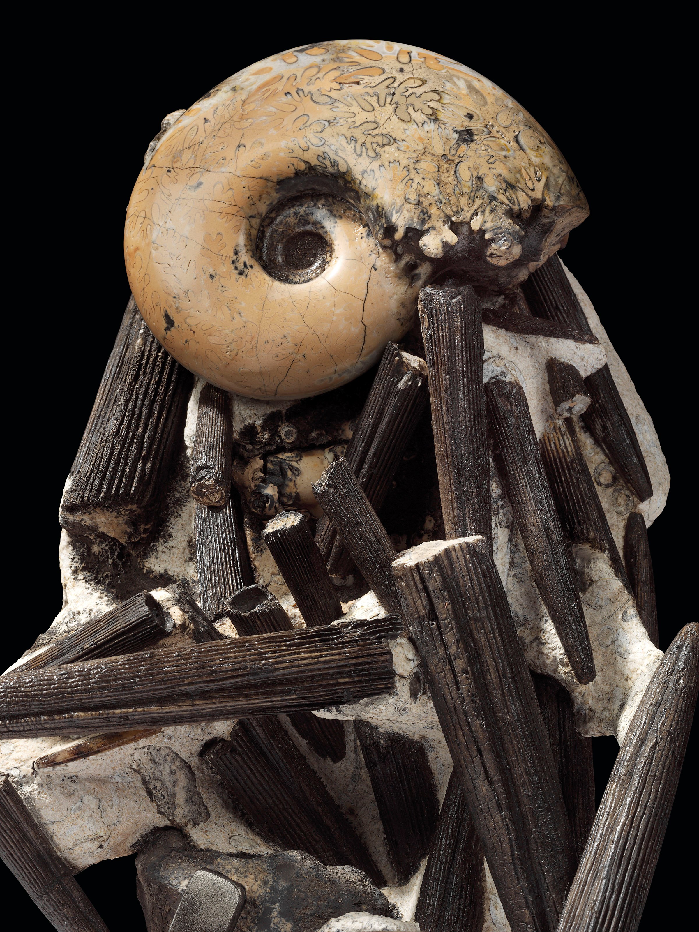 A RARE AMMONITE AND BELEMNITE ASSEMBLAGE