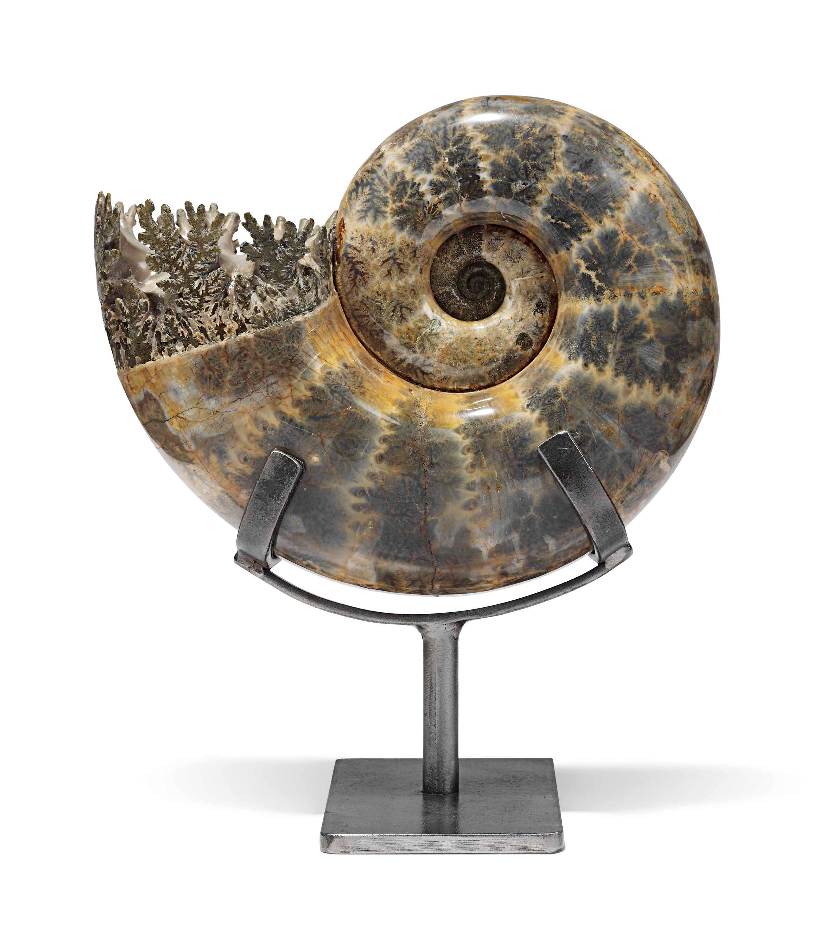 AN AMMONITE