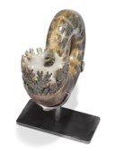 AN AMMONITE