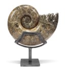 AN AMMONITE