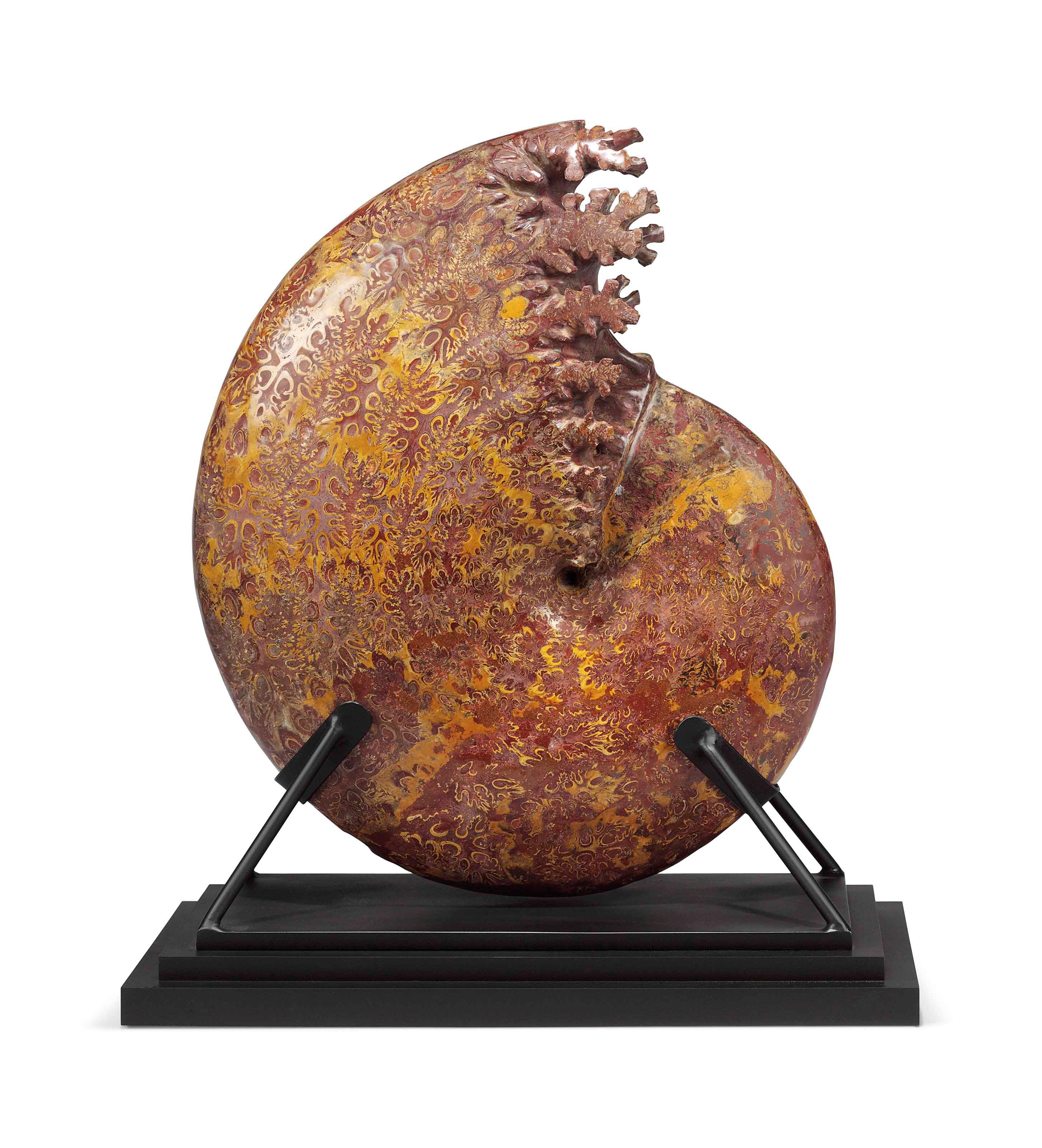 A LARGE AMMONITE