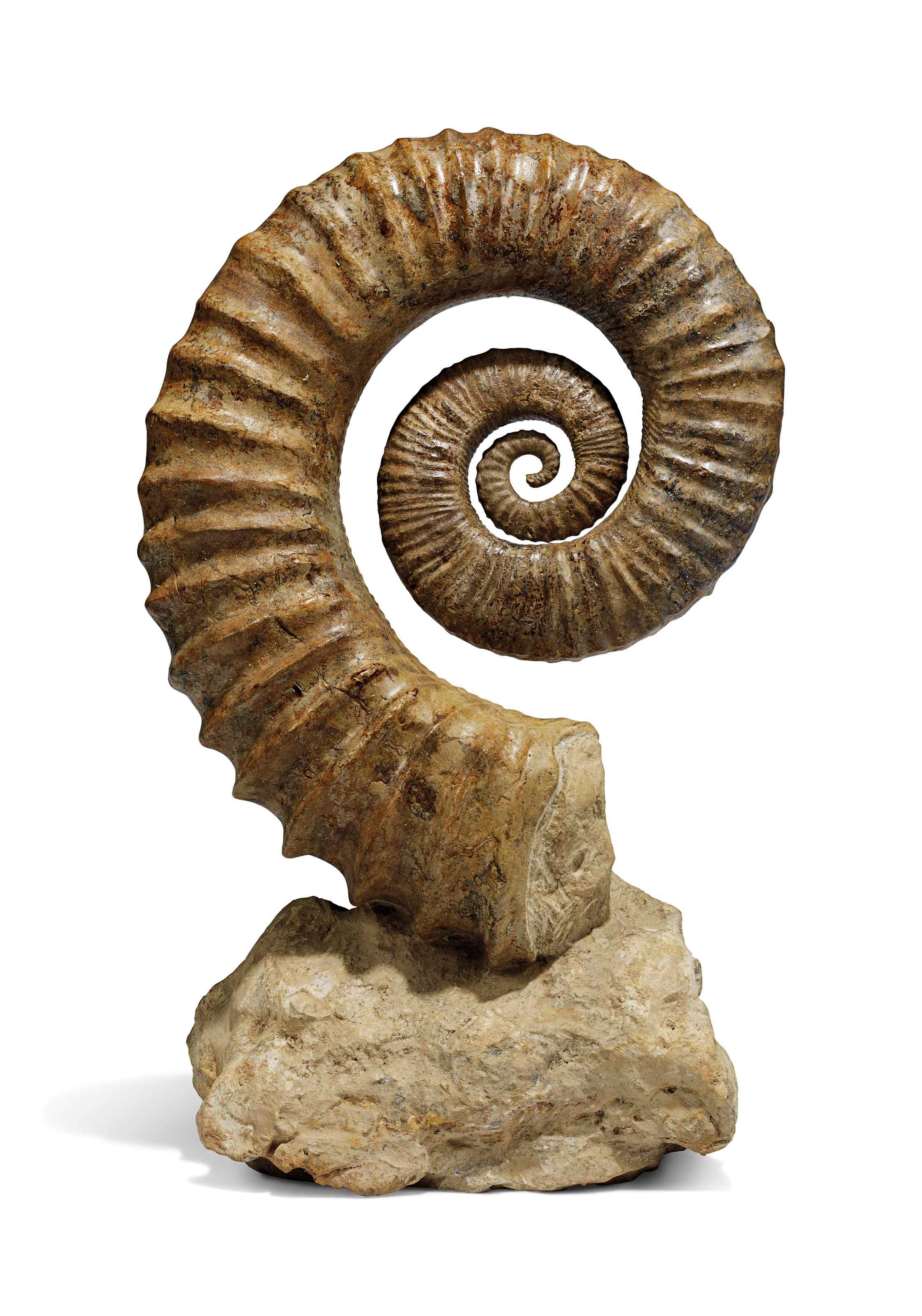 AN UNCOILED AMMONITE