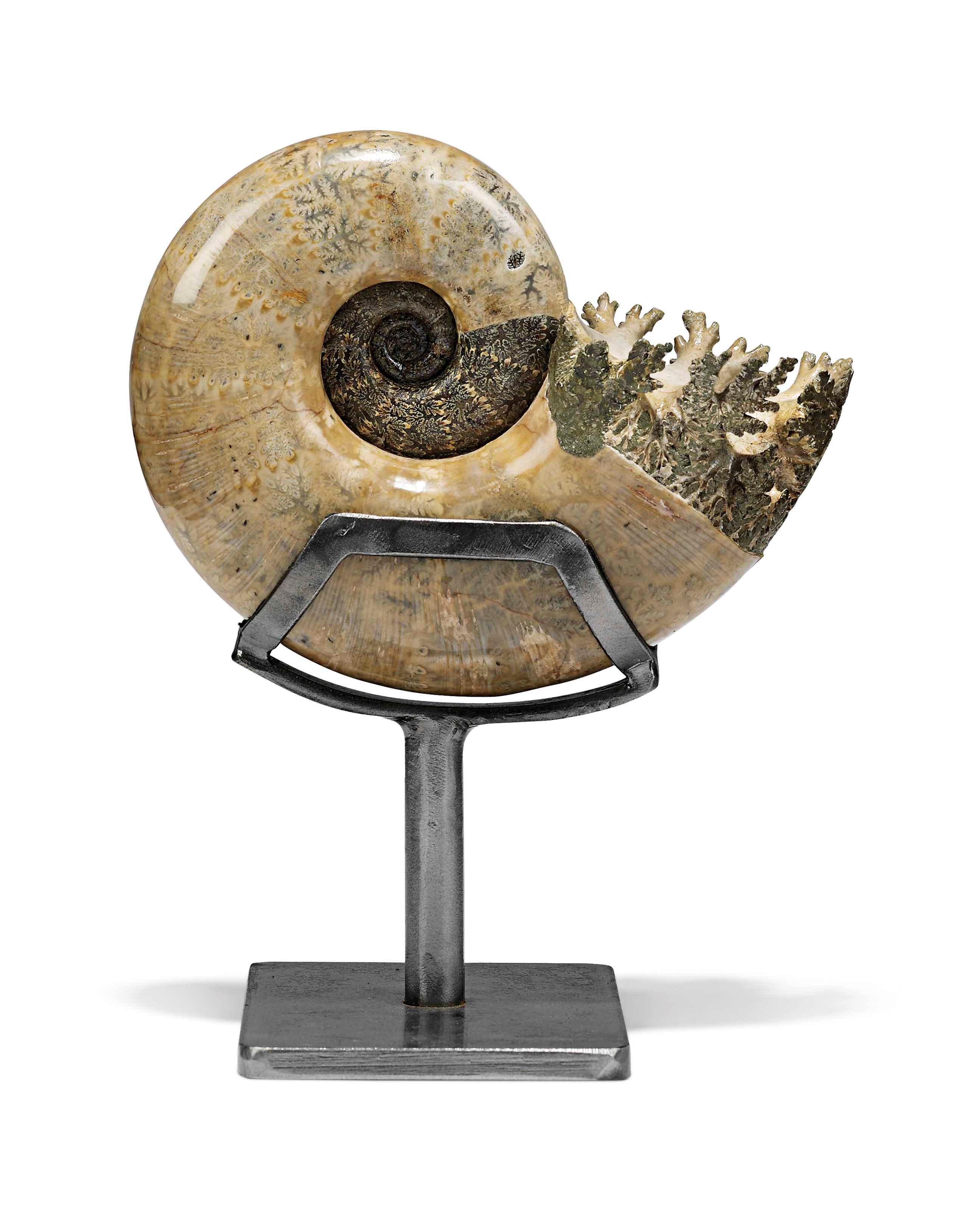A POLISHED AMMONITE
