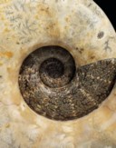 A POLISHED AMMONITE