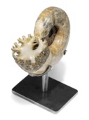 A POLISHED AMMONITE