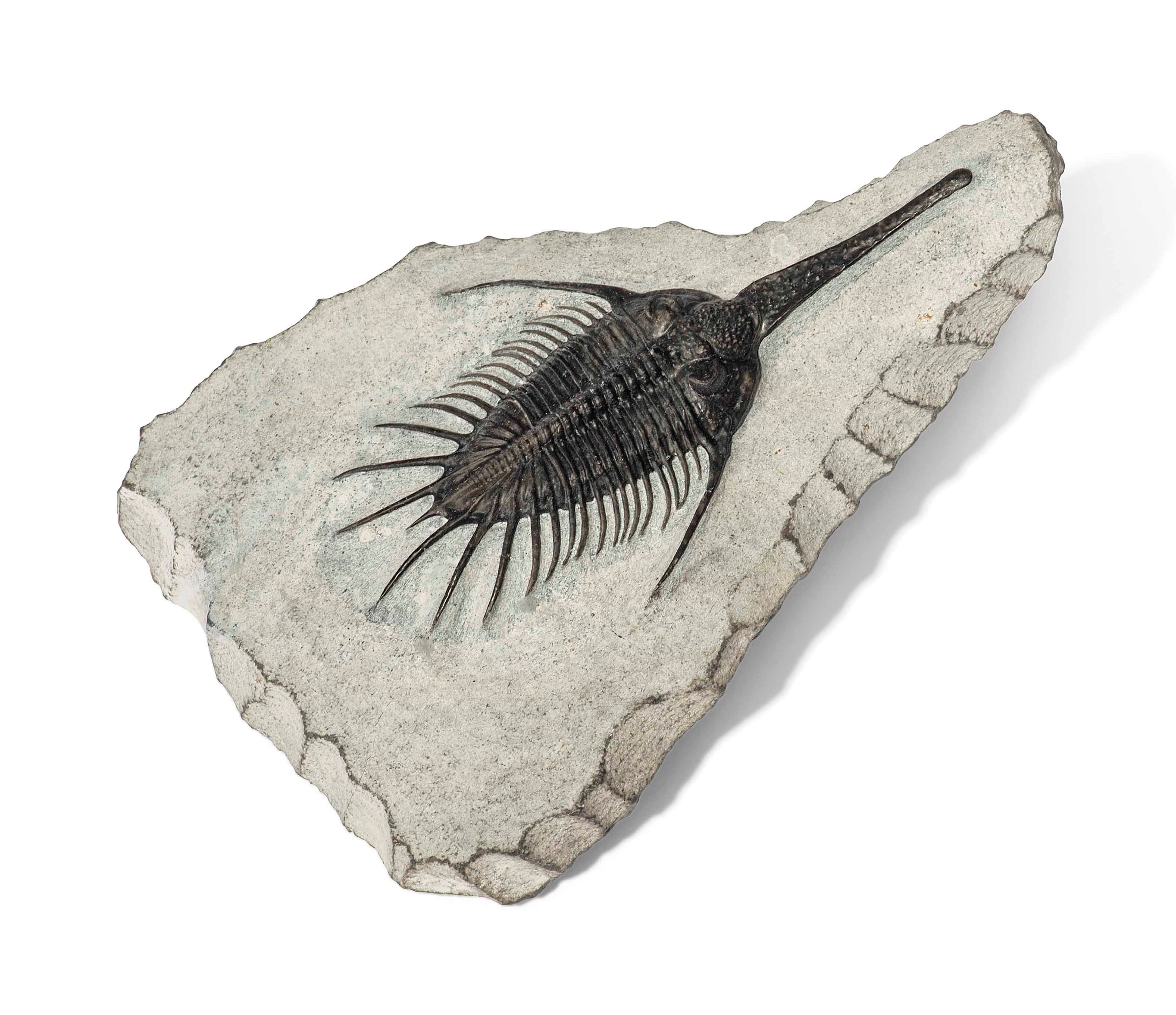A TRILOBITE