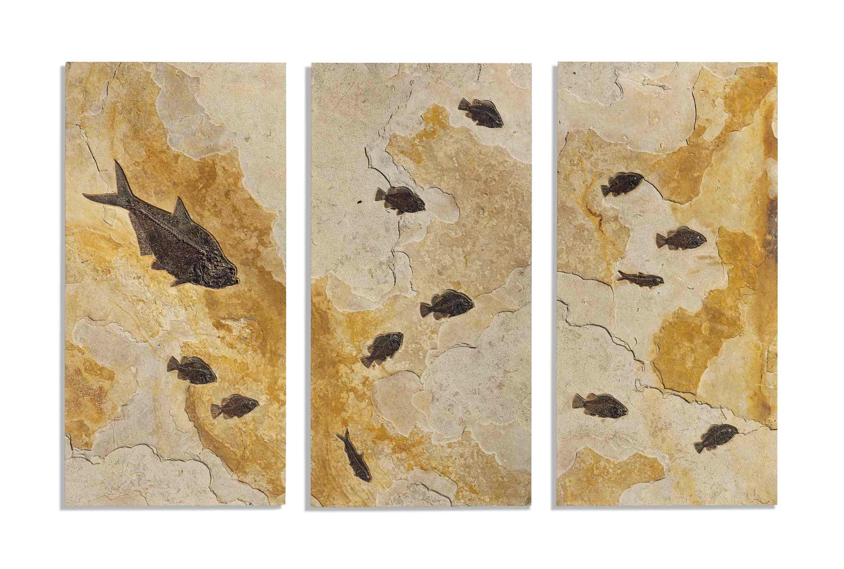 A TRIPTYCH OF FOSSIL FISH PLAQUES