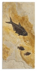 A TRIPTYCH OF FOSSIL FISH PLAQUES
