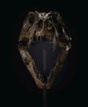 TYRANNOSAURUS REX