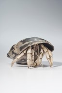 MITSUTA HARUO (B. 1980)