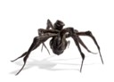 LOUISE BOURGEOIS (1911-2010)