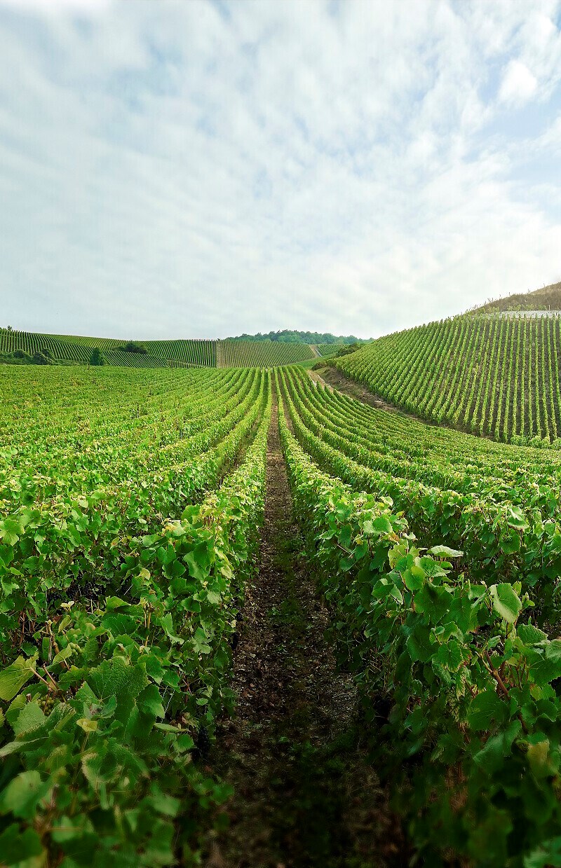 Château Haut-Bailly 2009