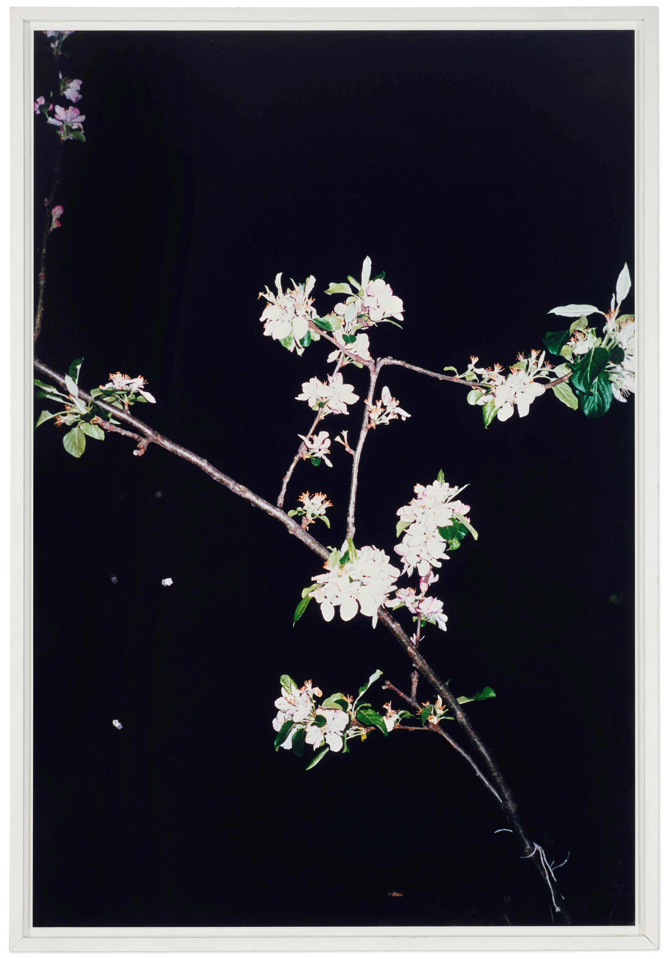 WOLFGANG TILLMANS (B. 1968)