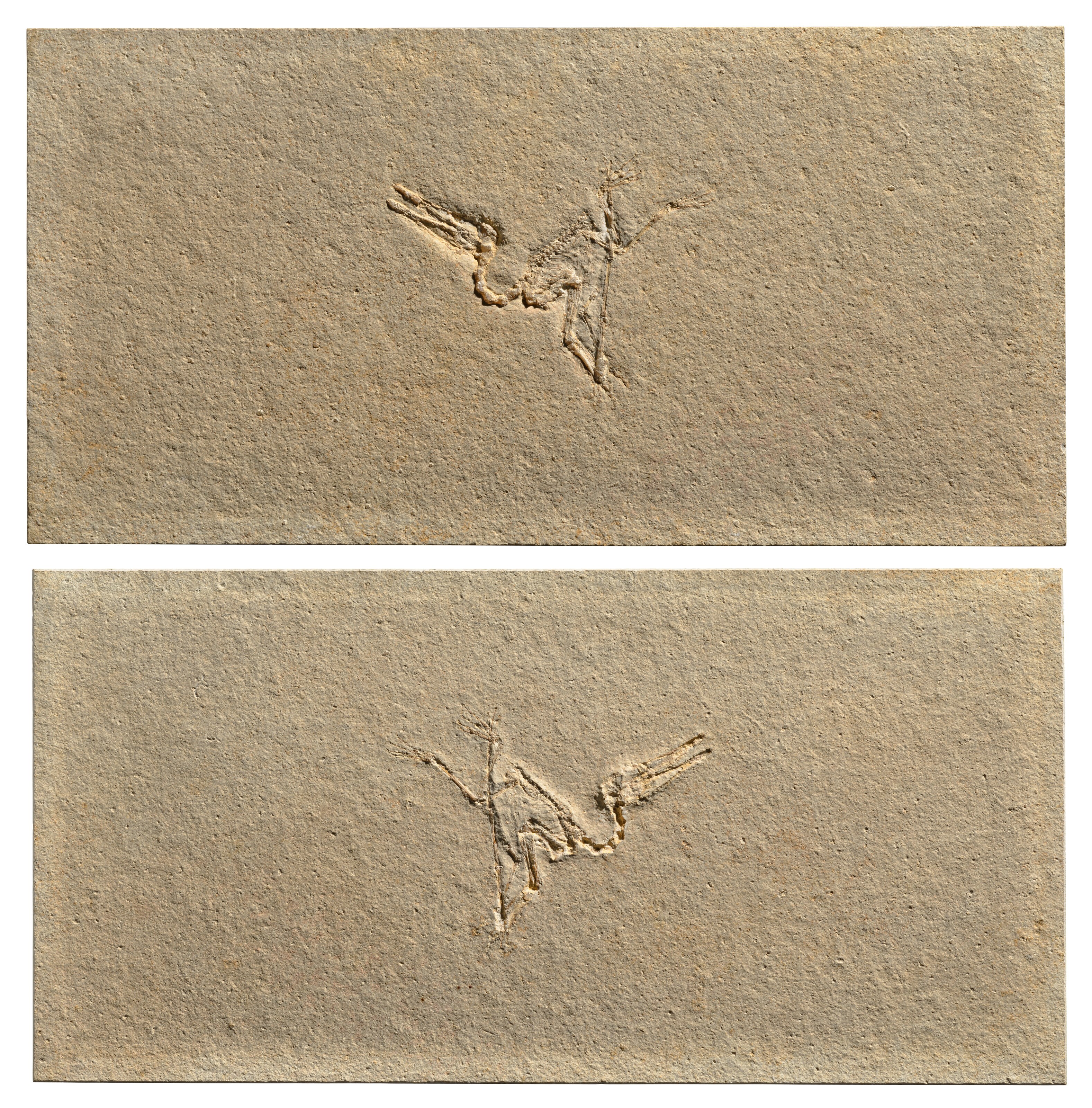 A Pterodactyl
