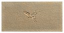 A Pterodactyl