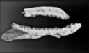 Jaw bones of a Nanotyrannus