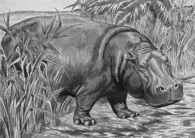 A large Quantity of unframed Watercolours, all signed 'PJB', of animal subjects, including giraffes; kangaroos; polar bears; wolves; elephant; tiger; hippo; peacock and others