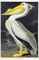 AUDUBON, John James (1785-1851). The Birds of America; from Original Drawings. London: Published by the Author, 1827-1838.