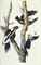 AUDUBON, John James (1785-1851). The Birds of America; from Original Drawings. London: Published by the Author, 1827-1838.