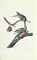 AUDUBON, John James (1785-1851). The Birds of America; from Original Drawings. London: Published by the Author, 1827-1838.