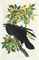 AUDUBON, John James (1785-1851). The Birds of America; from Original Drawings. London: Published by the Author, 1827-1838.