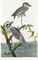 AUDUBON, John James (1785-1851). The Birds of America; from Original Drawings. London: Published by the Author, 1827-1838.