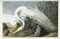 AUDUBON, John James (1785-1851). The Birds of America; from Original Drawings. London: Published by the Author, 1827-1838.