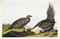 AUDUBON, John James (1785-1851). The Birds of America; from Original Drawings. London: Published by the Author, 1827-1838.