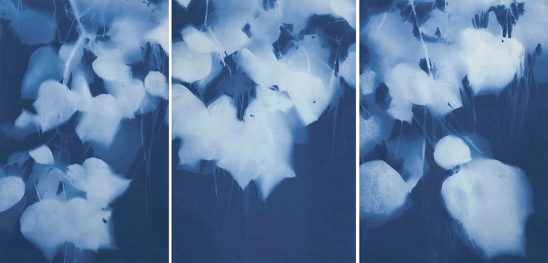 Tom Fels (b. 1946), Catalpa, 2014. Unique cyanotype triptych. Each imagesheet approximately 35 x 23 in. (90.8 x 60.4 cm.) Estimate £4,000-6,000. This work is offered in Photographs on 20 May at Christie’s in London