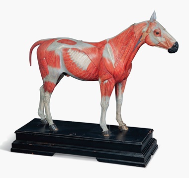 A French polychrome-painted large écorché horse. Second half 19th century. 36 in (91.5 cm) high; 14 in (35.5 cm) wide; 36 in (91.5 cm) deep. Estimate £5,000-10,000. Also depicted right A patinated bronze model of a horse. Late 19th century, probably Italian. 23½ in (60 cm) high; 22 in (56 cm) wide; 8 ¼ in (21 cm) deep. Estimate £3,000-5,000. Two equestrian paintings.