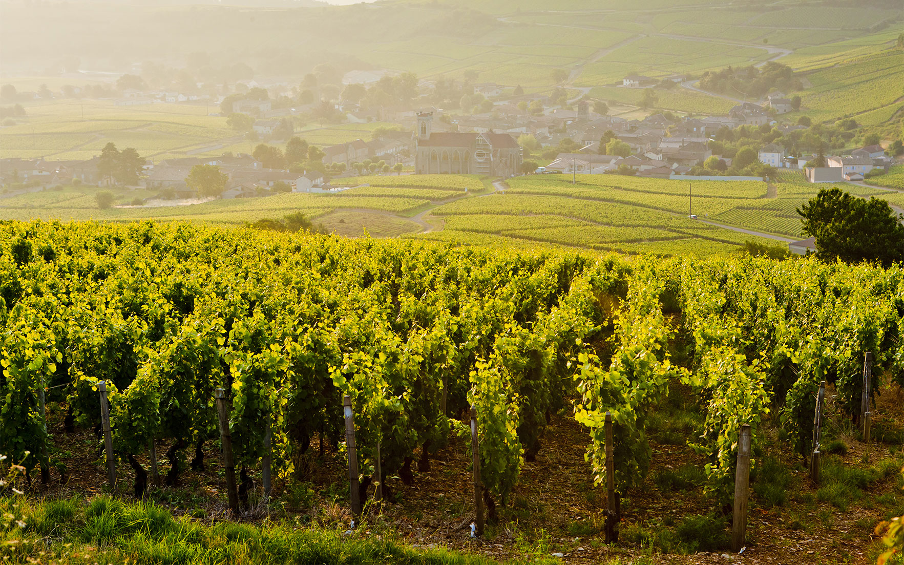Vineyards near Fuisse, Burgundy, France © Richard Semik