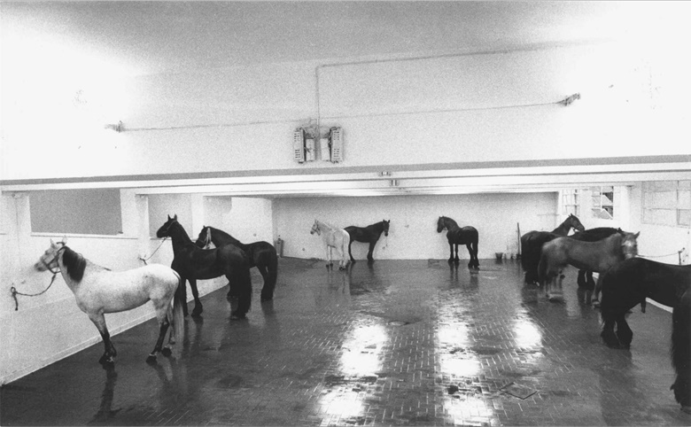 Jannis Kounellis, Untitled (12 Horses), L’Attico di via Beccaria, January 1969. Artwork © Jannis Kounellis, DACS 2022. Photo Claudio Abate