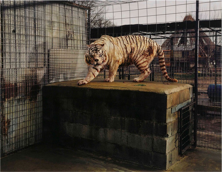 Taryn Simon (b.  1975), White Tiger, (Kenny), Selective Inbreeding Turpentine Creek, Wildlife Refuge and Foundation, Erika Springs, Kansas, 20062007. Chromogenic print. 35¼ x 43 in (89.6 x 109.2 cm). Estimate £4,000-6,000. This lot is offered in Photographs on 18 May 2017 at Christie’s London
