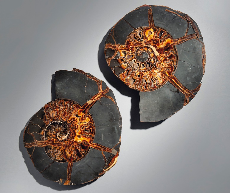 A very large split ammonite, Volga River, Russia. 21 in (54 cm) wide (each). Estimate £2,000-3,000. Offered in Sculpted by Nature Fossils, Minerals and Meteorites, 4-21 May 2020, Online