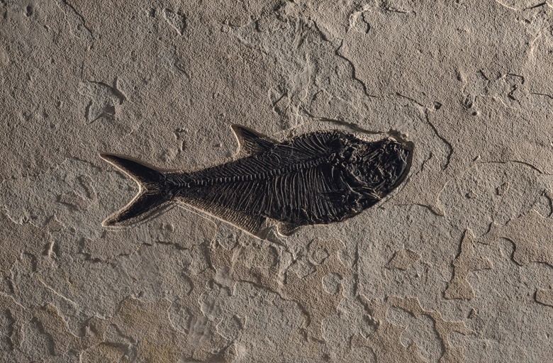 A fossil fish plaque, Green River, Wyoming. 36 x 48 in (92 x 122 cm). Estimate £4,000-6,000. Offered in Sculpted by Nature Fossils, Minerals and Meteorites, 4-21 May 2020, Online