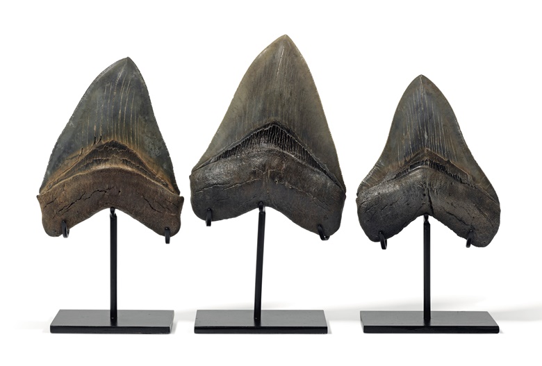 A group of three megalodon teeth, South Carolina. 8 in (20 cm) high the tallest stand. Estimate £5,000-8,000. Offered in Sculpted by Nature Fossils, Minerals and Meteorites, 4-21 May 2020, Online