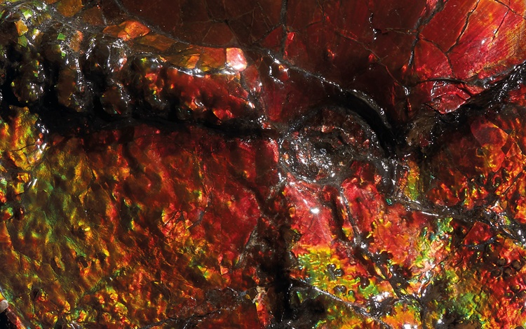 Nature’s ready-made sculptures auction at Christies