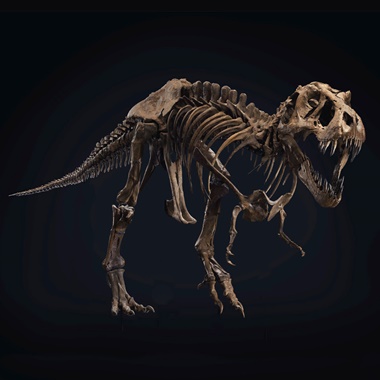 hell creek t rex