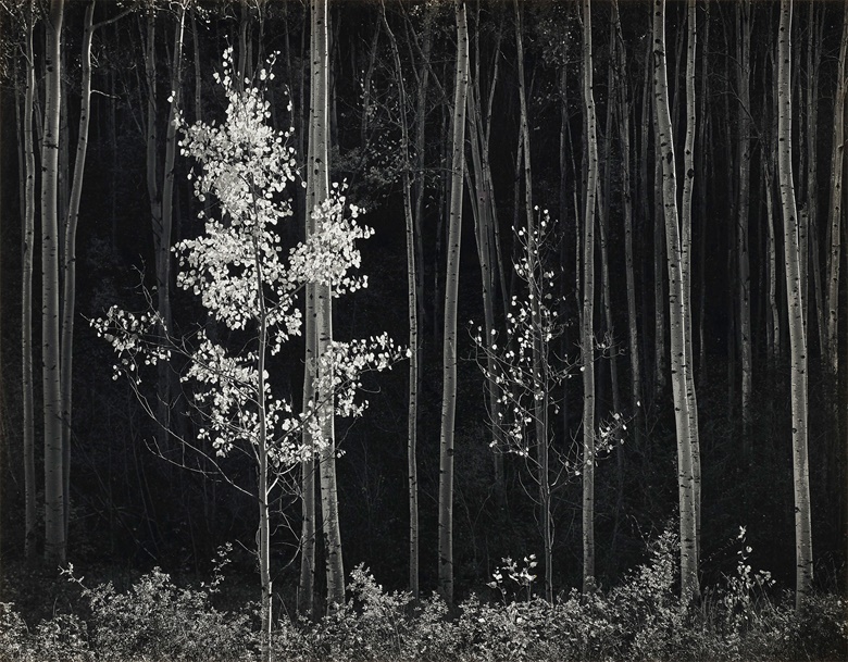 Ansel Adams (1902-1984), Aspens, Norther New Mexico, 1958. Gelatin silver print, mounted on board. Imagesheet 15 x 19¼ in (38 x 48.9 cm); mount 19⅞ x 23¾ in (50.4 x 60.3 cm). Estimate $25,000-30,000. Offered in Ansel Adams and the American West, 25 March-8 April, Online