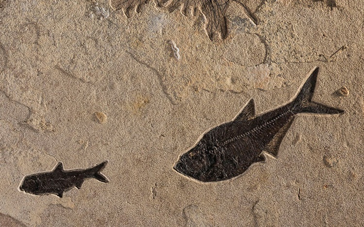 How to collect fossil fish (an auction at Christies