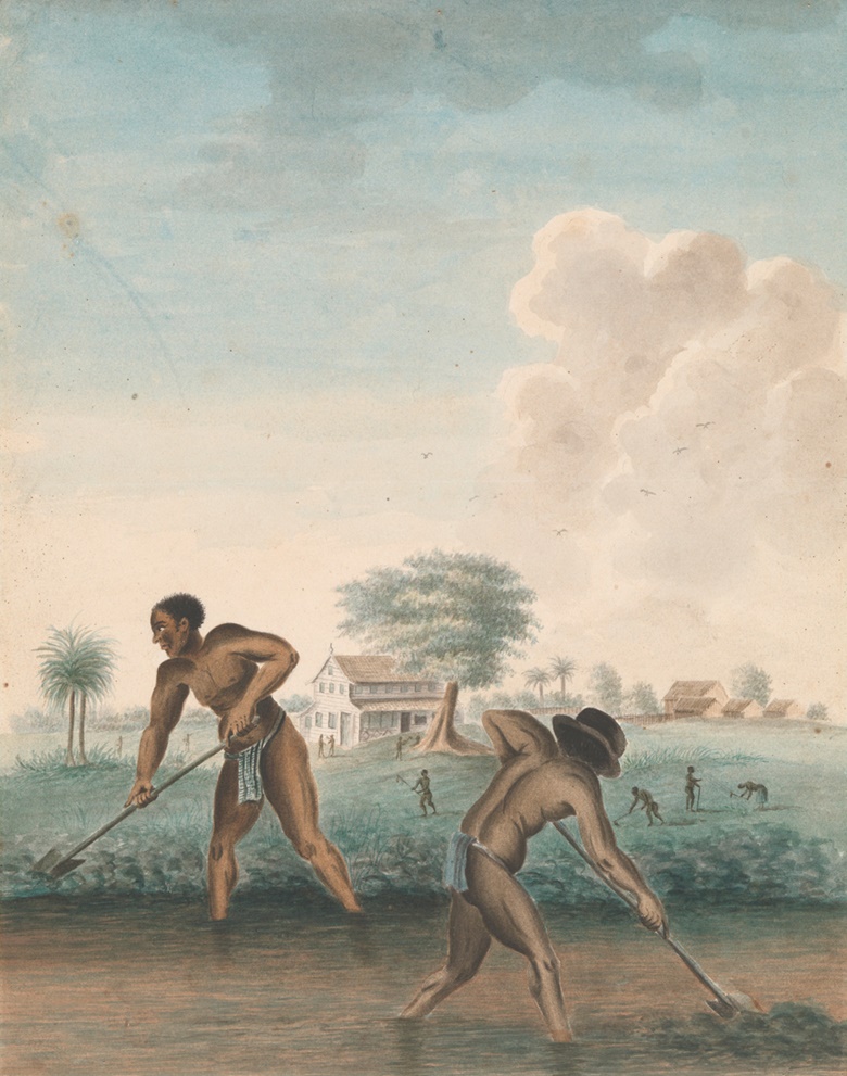 Anonymous, Enslaved Men Digging Trenches, c. 1850. Rijksmuseum, purchased with the support of the Johan Huizinga FondsRijksmuseum Fonds