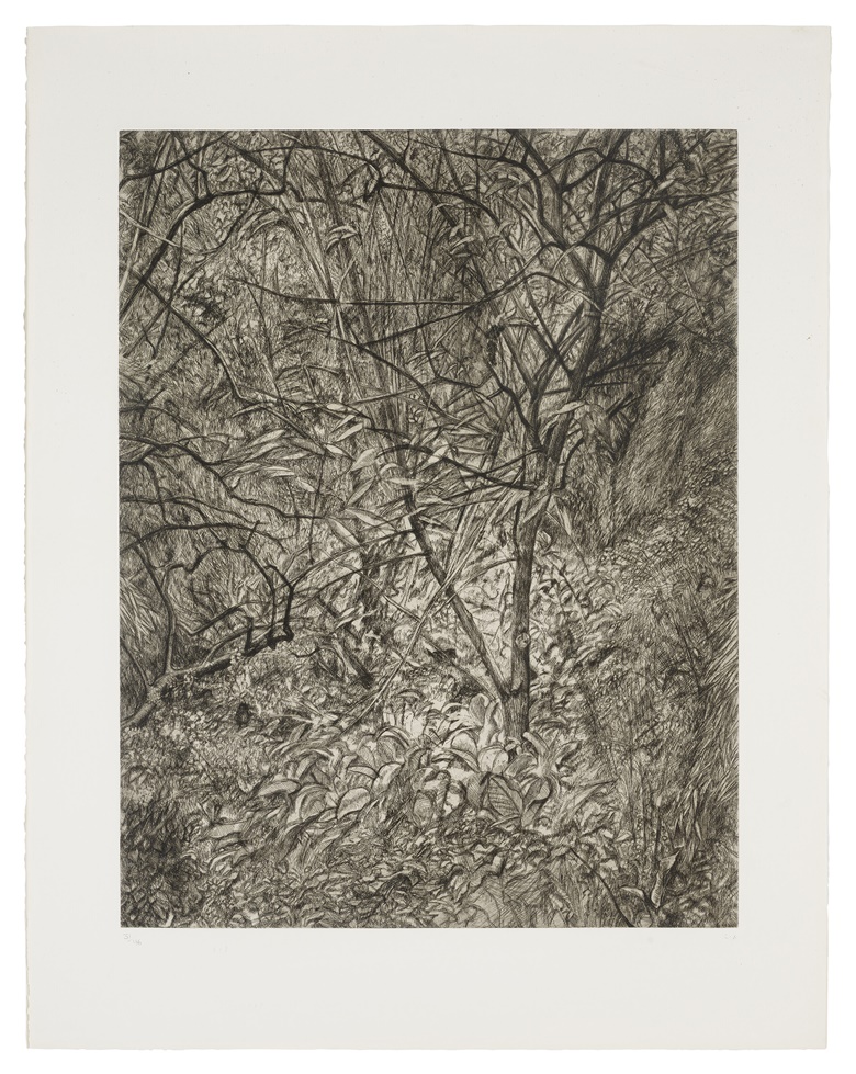 Lucian Freud (1922-2011), Garden in Winter, 1997-1999. Etching, on Somerset Textured White paper. Image 30⅛ x 23⅜ in (765 x 594 mm). Sheet 38⅝ x 30¼ in (983 x 768 mm). Estimate $40,000-60,000. Offered in Prints and Multiples on 22 April, New York