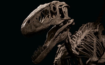 Raptor: the most complete Dein auction at Christies