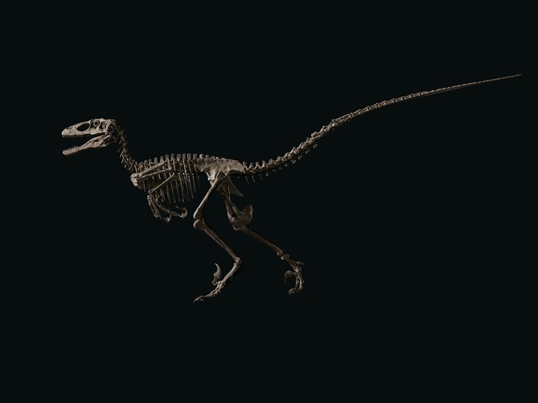 Deinonychus antirrhopus, Montana, USA. From the Cloverly Formation, Wolf Canyon, Carbon County, Montana, the Early Cretaceous (circa 115-108 million years ago). The specimen of Deinonychus antirrhopus in remarkable state of preservation; approximately 126 fossil bones with remaining cast elements on custom frame. 119 ⅔ x 62 ¼ x 26in (304 x 158 x 66cm). Sold for $12,412,500 in The Raptor on