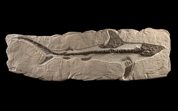 How to collect fossil fish (an auction at Christies