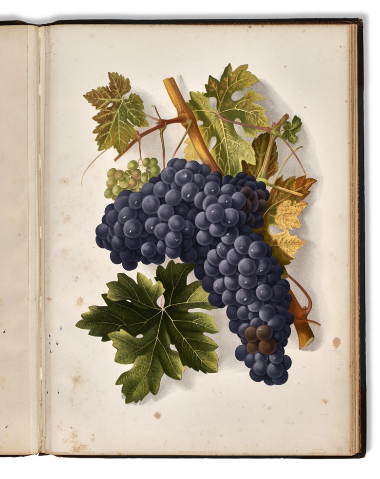 Hannah Millard (1827-1900), Grapes and Grape Vines of California, 1877. San Francisco Edward Bosqui & Co., 1877. Sold for $478,800 in The Private Collection of William S. Reese Part Two on 26 May 2022 at Christies New York