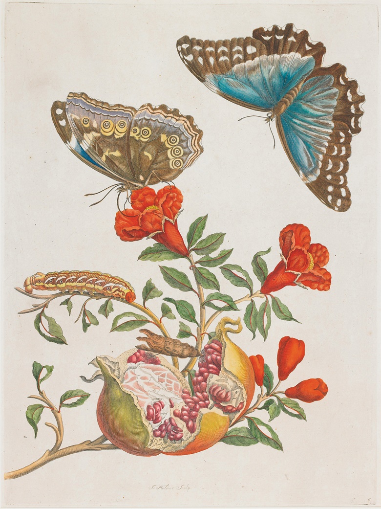 Maria Sibylla Merian (1647-1717), A pomegranate tree showing both its flowers and fruit, a caterpillar, its chrysalis, and two butterflies. Illustration from Metamorphosis insectorum Surinamensium, 1719